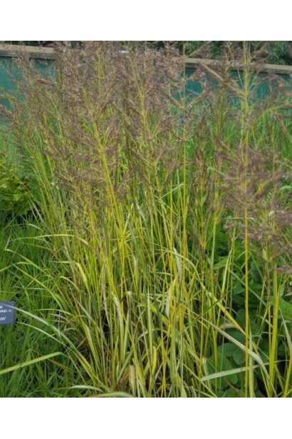 Очеретянка Інгленд волоті